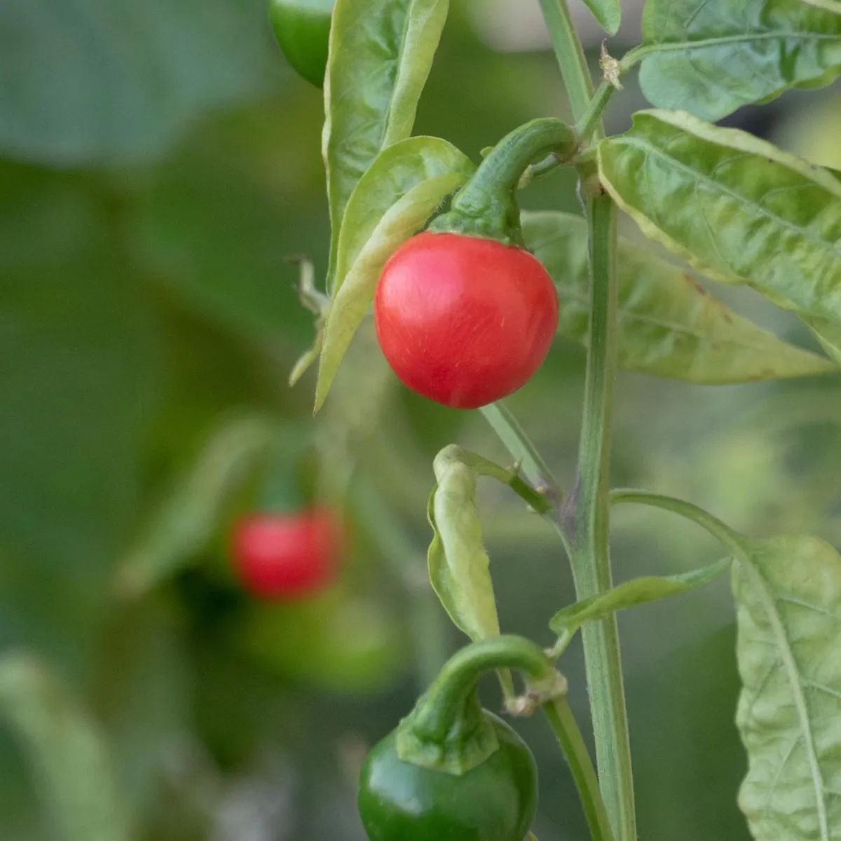 Chili 'Cascabel' (Capsicum annuum) Samen