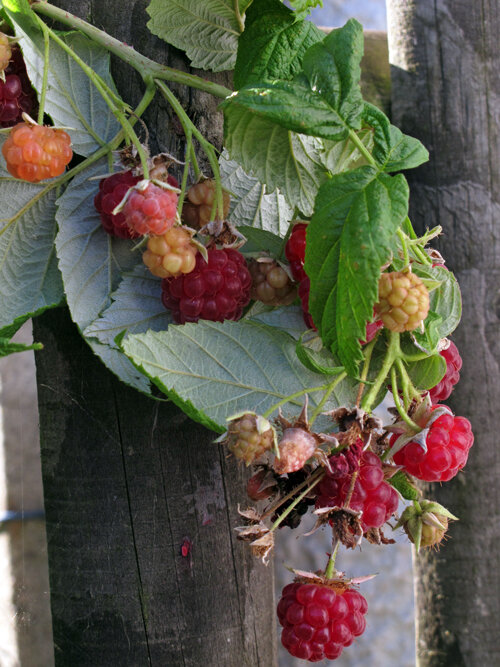 Framboises mûres et pas encore mûres sur une branche devant une clôture en bois