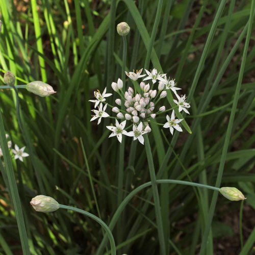 Fleurs blanches étoilées de ciboule de Chine parmi des feuilles étroites