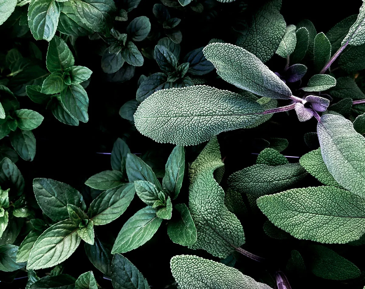 Plantes médicinales