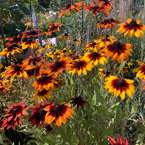 Rudbeckia 'Chocolate Orange' (Rudbeckia hirta) aux fleurs jaunes et brun rouge