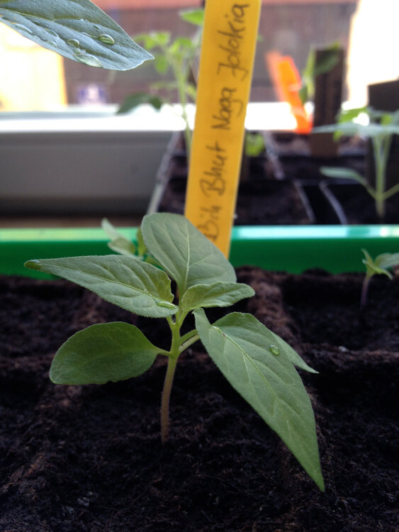 Jeune plant de piment vigoureux dans du terreau de semis, derrière une étiquette Bhut Naga Jolokia