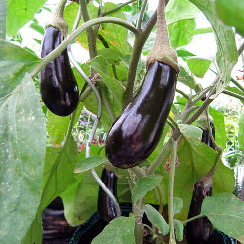 Aubergines violet foncé mûrissant sur la plante