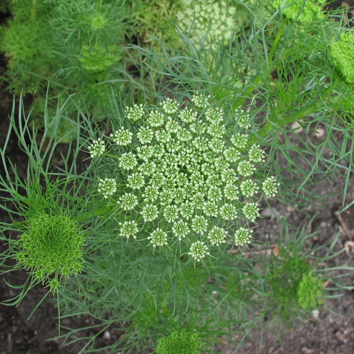 Bischofskraut / Zahnstocher-Ammei (Ammi visnaga) Bio Saatgut