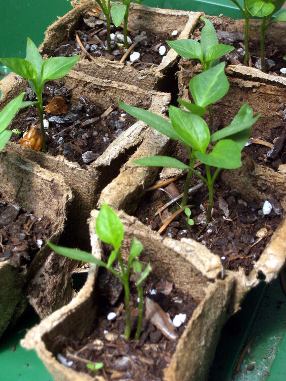 Jeunes plants de piment dans des godets en fibres végétales