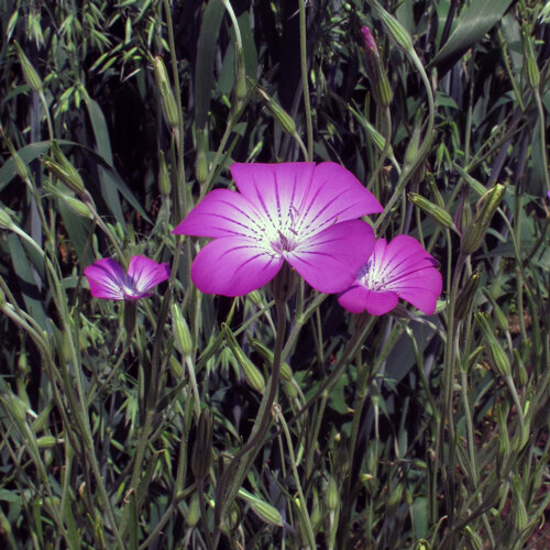 Fleurs rose pourpre de la nielle des blés (Agrostemma githago) parmi les herbes