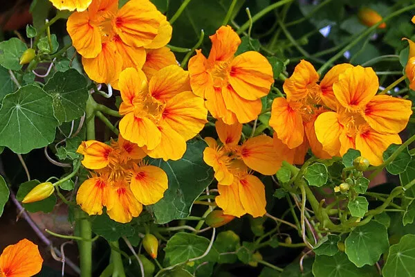 Capucine en fleurs