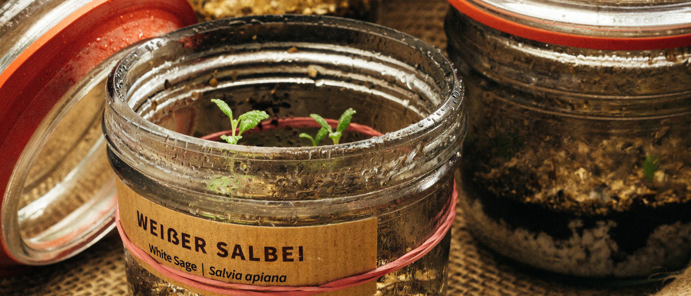 Plantules de sauge blanche (Salvia apiana) dans des bocaux étiquetés remplis de terre