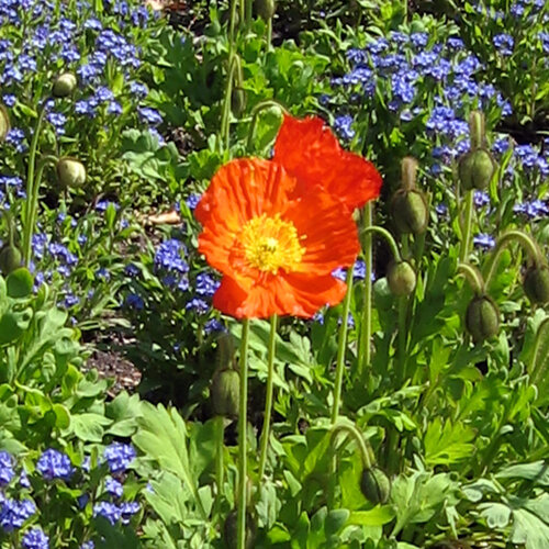 Pavot d'Islande (Papaver nudicaule) à fleur orange devant des fleurs printanières bleues