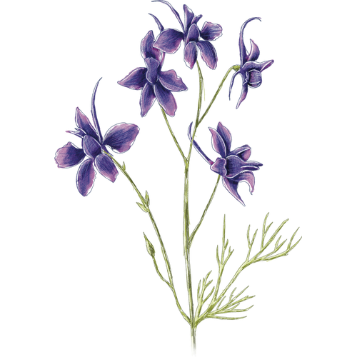 Pied-d'alouette annuel