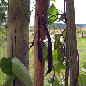Gousses violettes du haricot à rames 'A Cosse Violette' (Phaseolus vulgaris) sur tuteurs