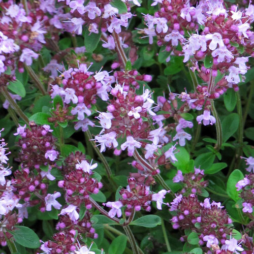 Thym en fleurs aux fleurs lilas clair