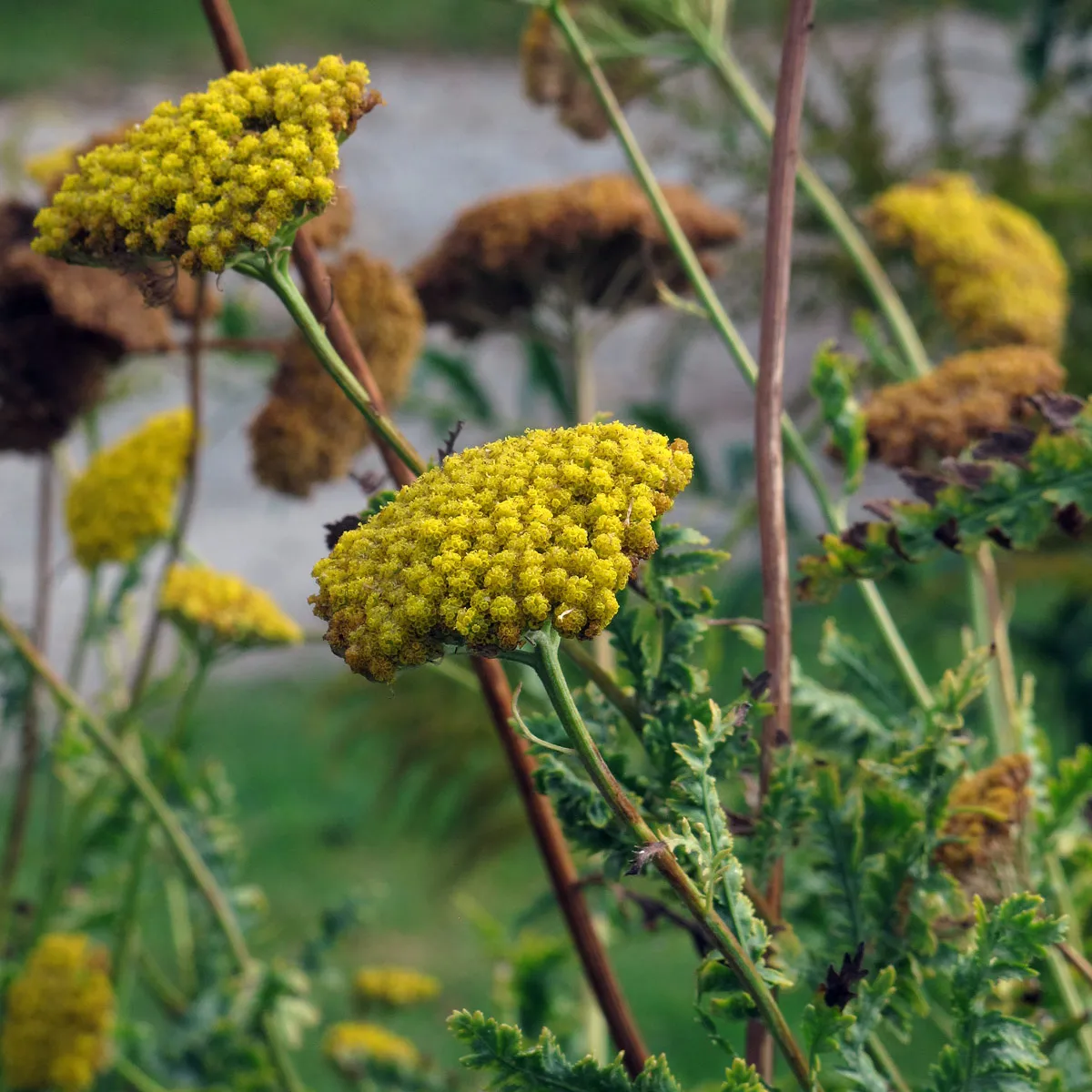Hohe Gold-Garbe 'Cloth of Gold' (Achillea filipendulina) Samen