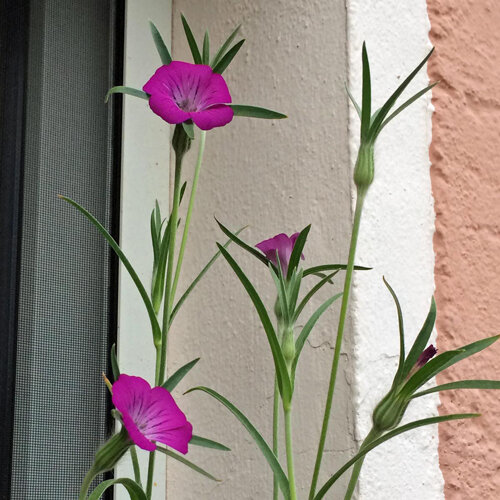 Nielle des blés aux fleurs roses fuchsia et aux feuilles étroites contre un mur