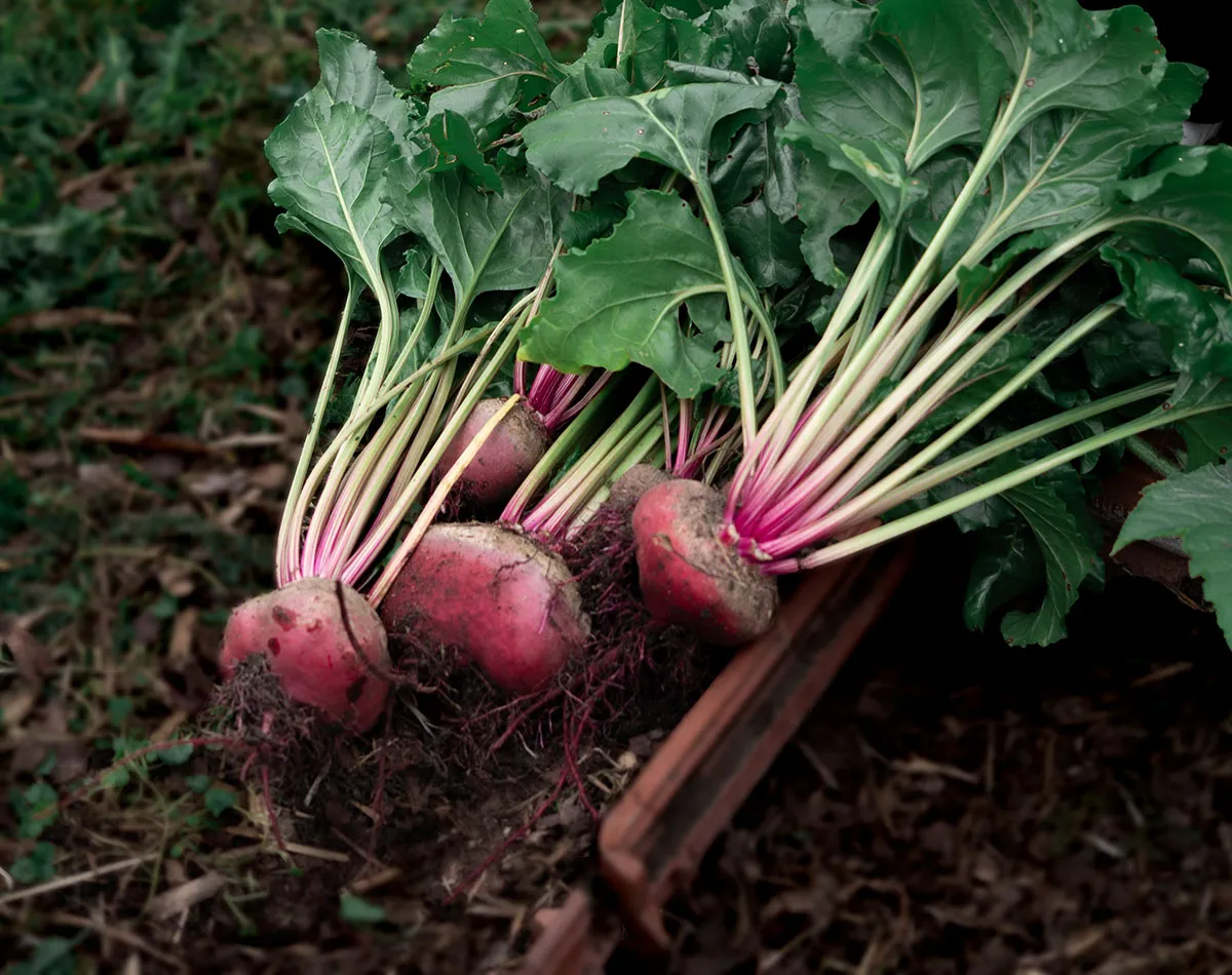 Graines pour les légumes-racines