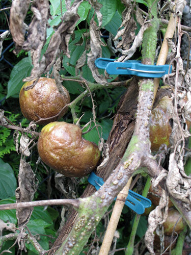 Forte attaque de mildiou sur des tomates