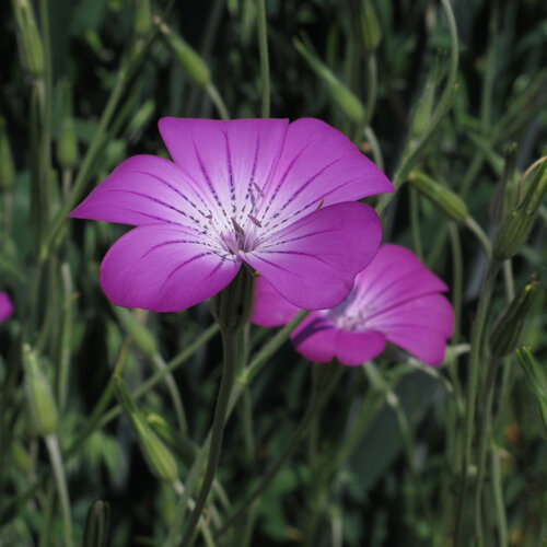 Nielle des blés (Agrostemma githago) aux fleurs rose pourpre veinées de foncé