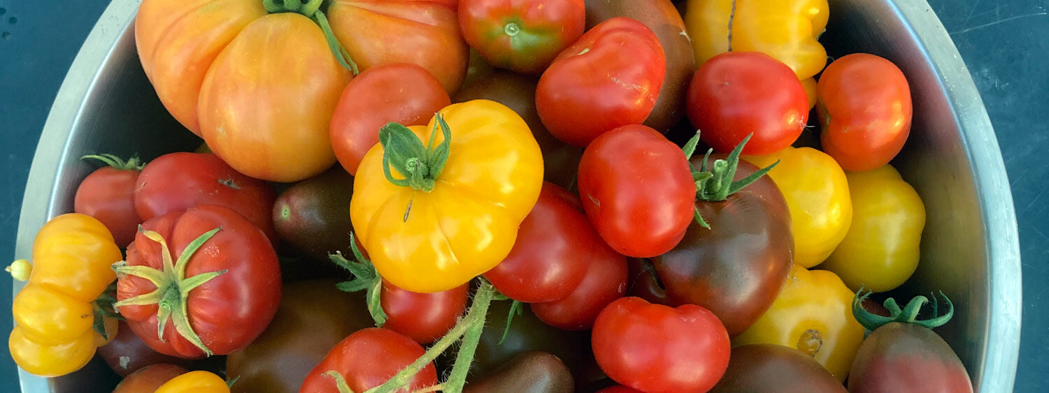Tomates colorées fraîchement récoltées