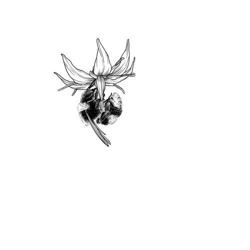 Dessin : bourdon pollinisant une fleur
