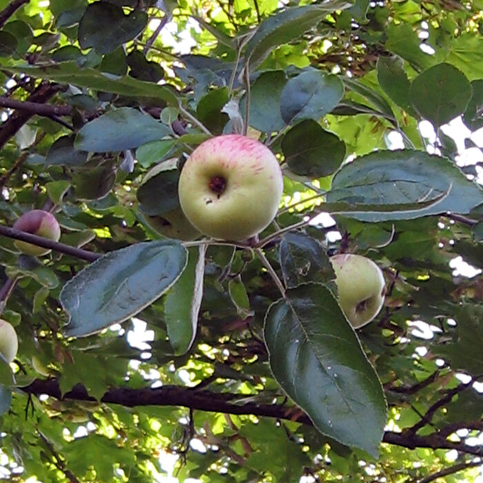 Pommier aux pommes jaune rosé parmi un feuillage dense