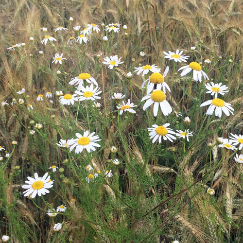 Camomille en fleurs parmi les céréales en bord de champ