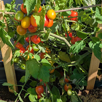 Tomate cerise 'Principe Borghese' (Solanum lycopersicum) aux fruits rouges et orange en maturation