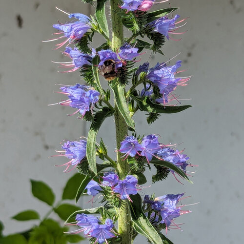 Fleurs bleu violet de la vipérine commune (Echium vulgare) avec un bourdon