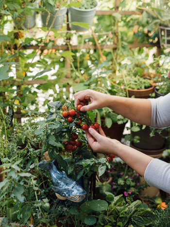 Mains cueillant des tomates cerises parmi herbes et pots disposés sur plusieurs niveaux