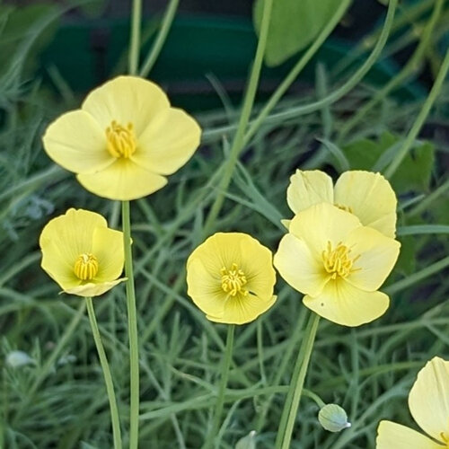 Pavot de Californie aux fleurs jaune pâle et au feuillage fin bleu-vert