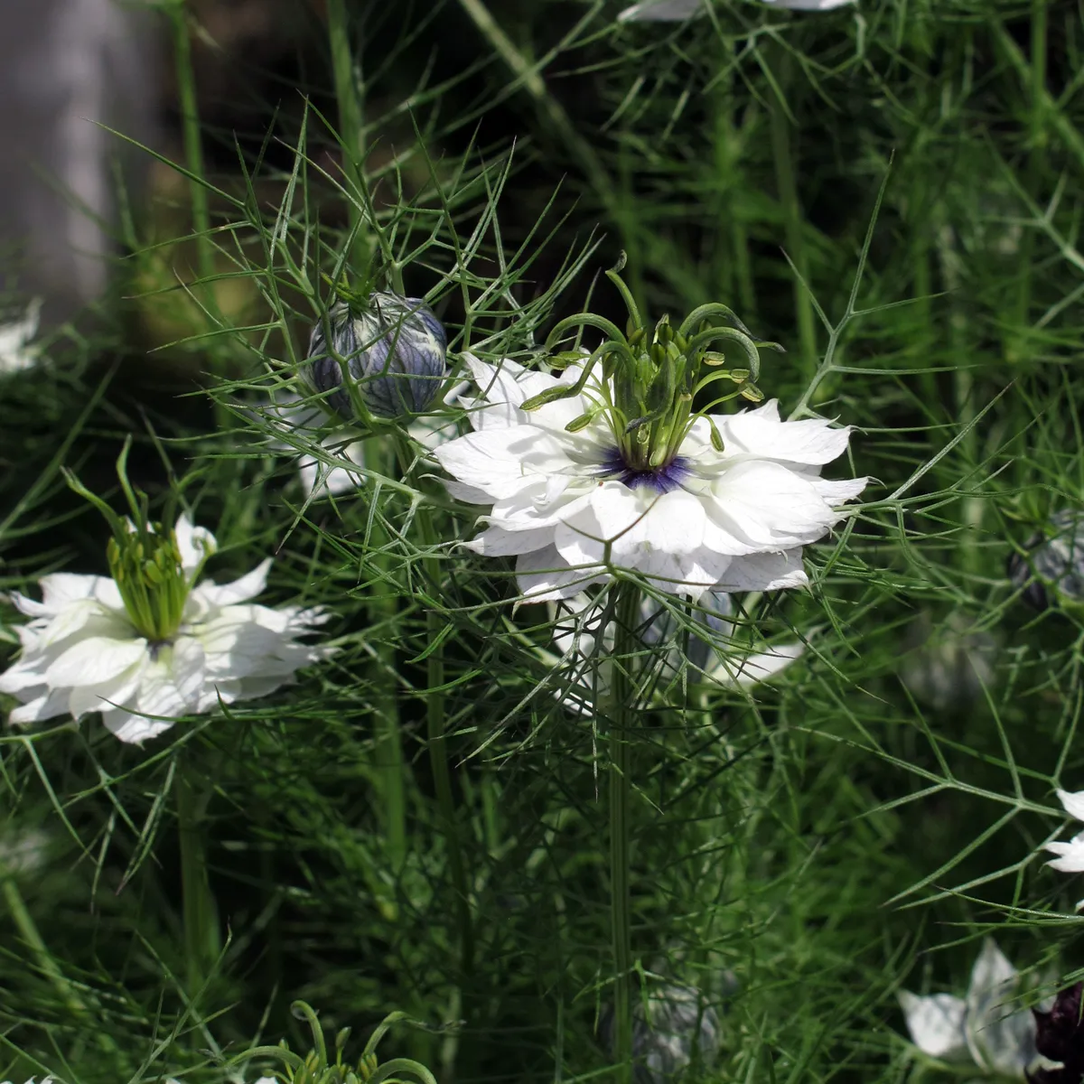 Weiße Jungfer im Grünen 'Miss Jekyll White' (Nigella damascena) Samen