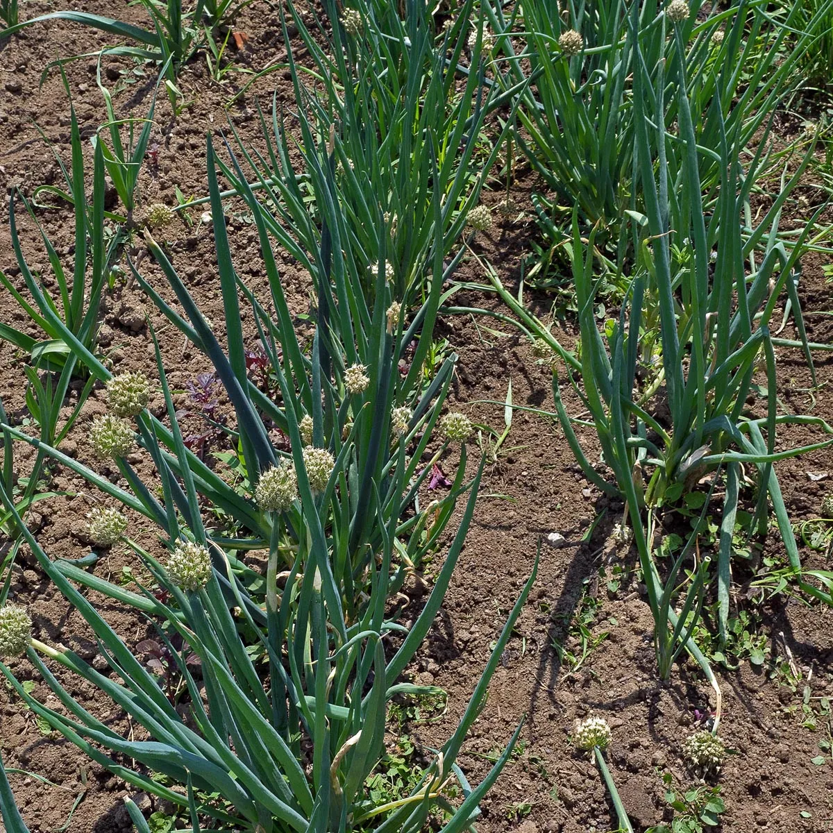 Winterheckenzwiebel (Allium fistulosum) Samen
