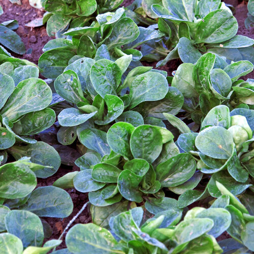 Mâche en rangs dans un potager