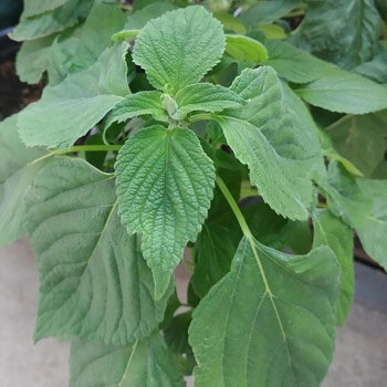 Jeune plant de chia (Salvia hispanica) aux feuilles dentées
