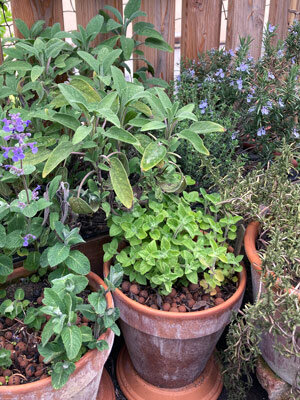 Herbes aromatiques dans des pots en terre cuite classiques sur un balcon devant une clôture en bois