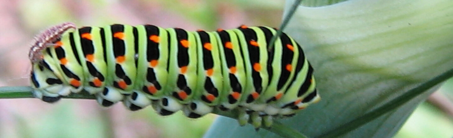 Chenille du machaon rayée vert et noir à points orange sur une tige