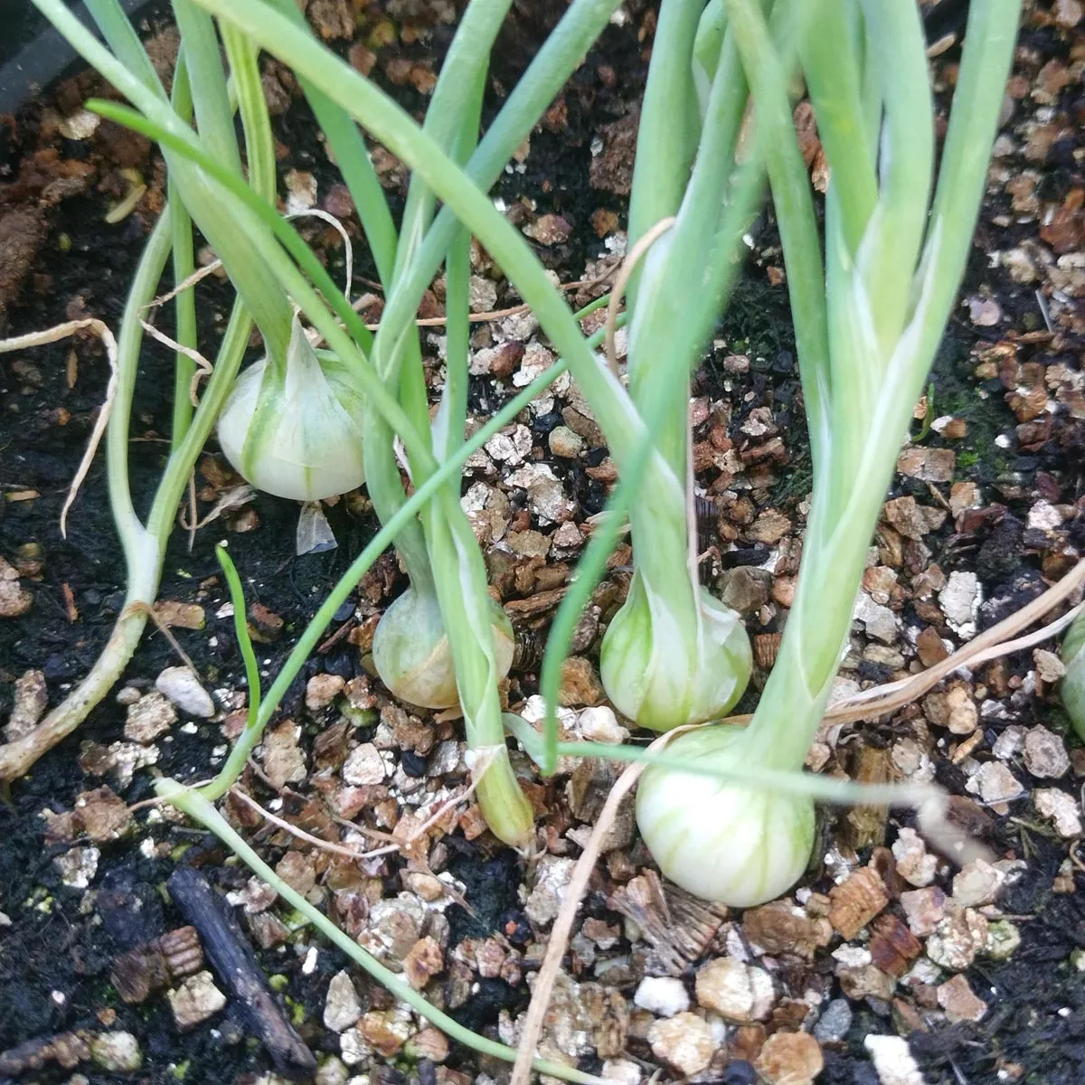 Pariser Silberzwiebel 'Blanc de Paris' (Allium cepa) Samen