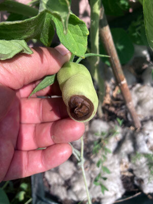 Nécrose apicale sur des tomates