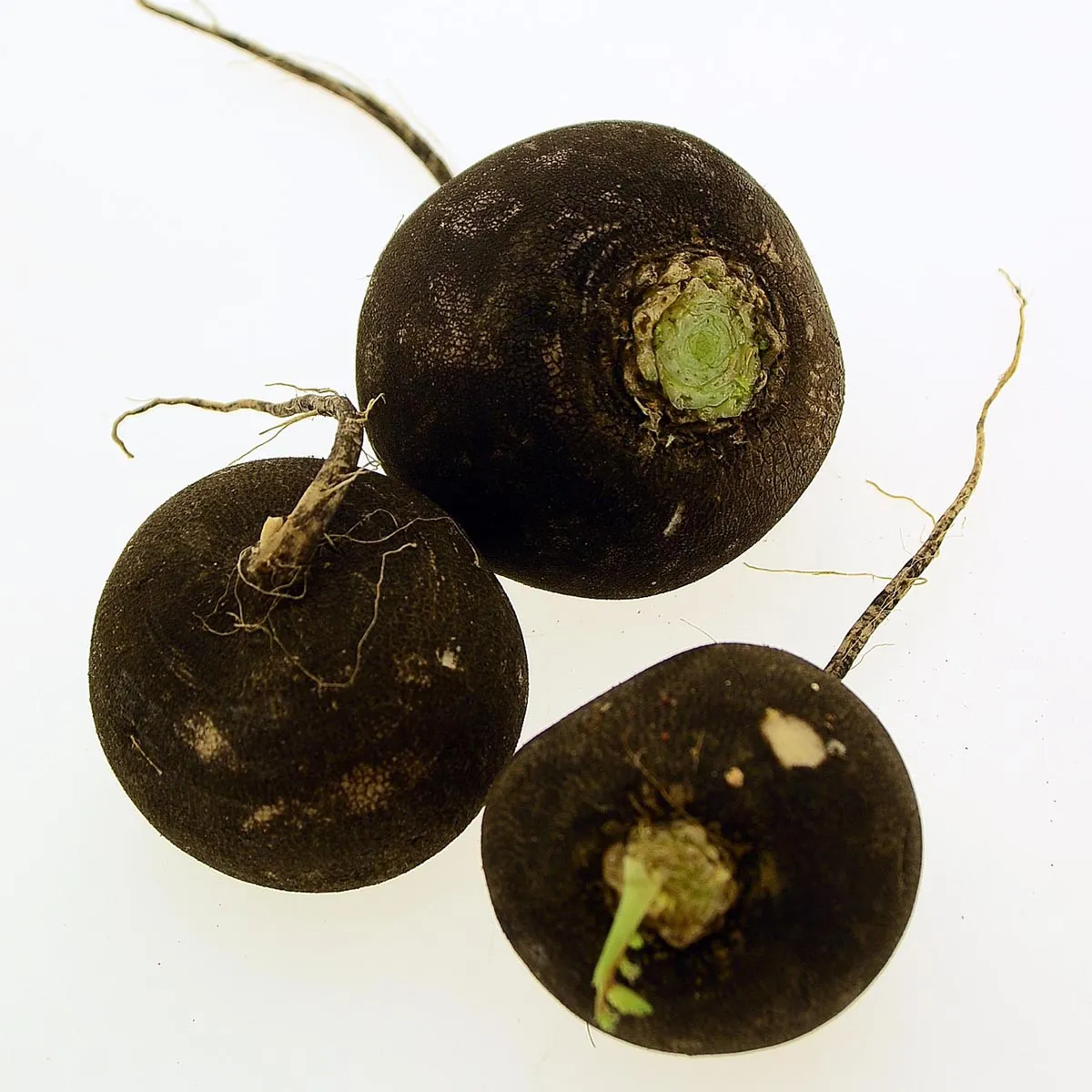Rettich 'Runder schwarzer Winter' (Raphanus sativus L. var. niger) Bio Saatgut