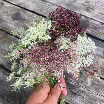 Bouquet de carotte sauvage violette 'Dara' (Daucus carota), ombelles blanches, roses et rouge foncé