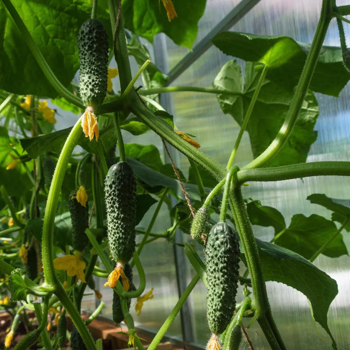 Gurke 'Cornichon de Paris' (Cucumis sativus) Samen
