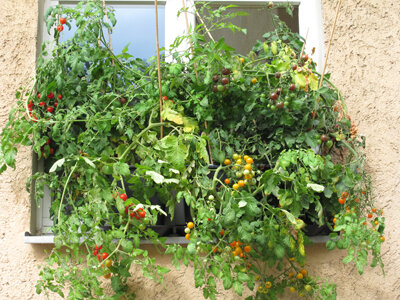 Tomates pour le balcon