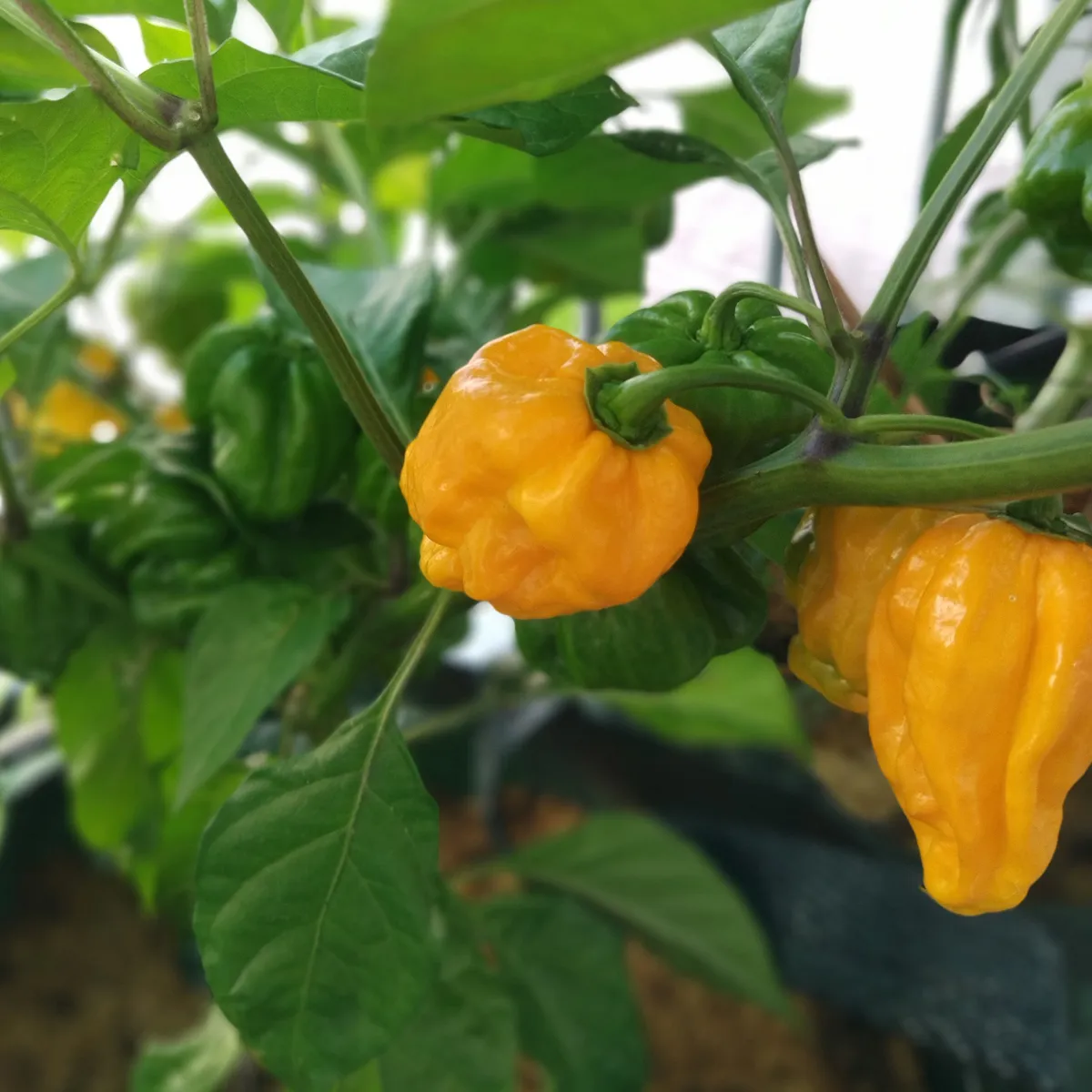 Chili 'Trinidad Scorpion Gelb' (Capsicum chinense) Samen