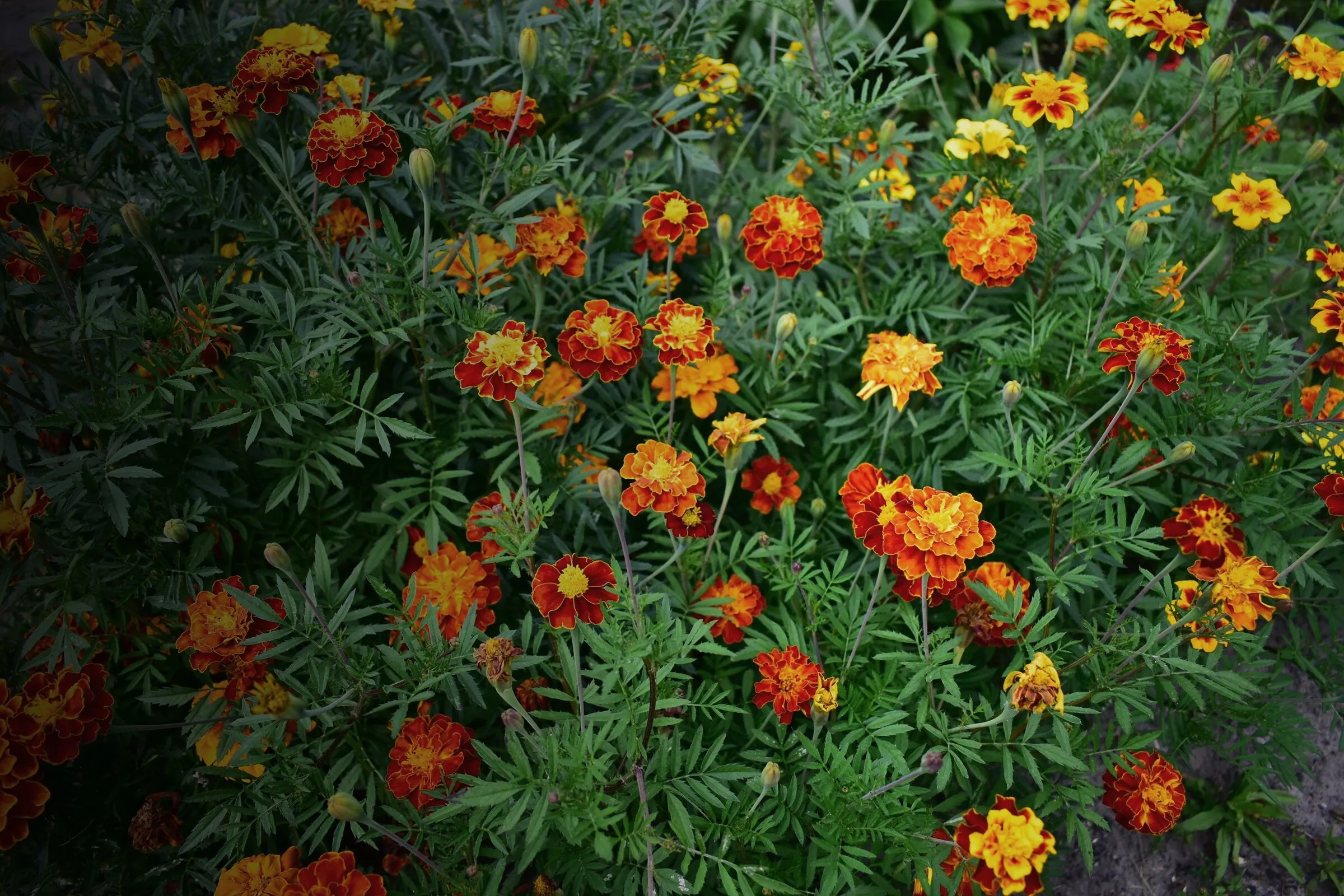 Blühende Tagetes in Rot und Orange im Beet