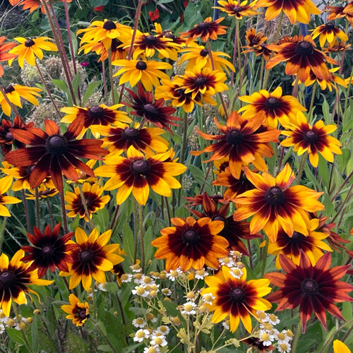 Rudbeckie hérissée (Rudbeckia hirta) aux fleurs jaunes et brun rouge