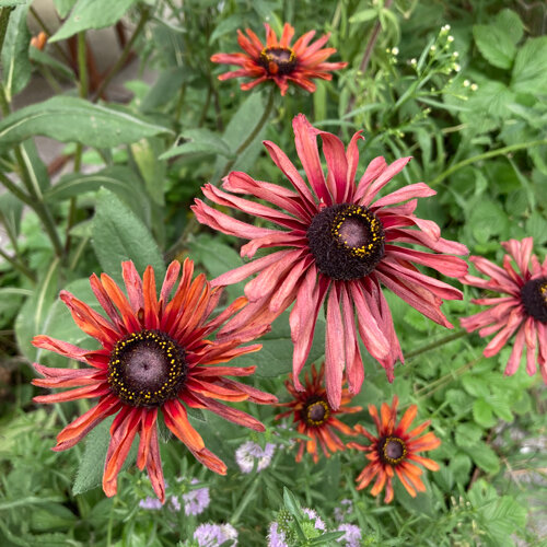 Rudbeckia hérissé 'Sahara' (Rudbeckia hirta) aux fleurs vieux rose à rouge cuivré
