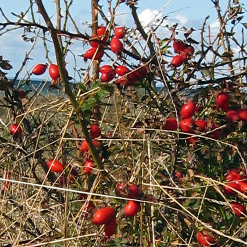 Cynorrhodons rouge vif d'églantier (Rosa canina) sur l'arbuste