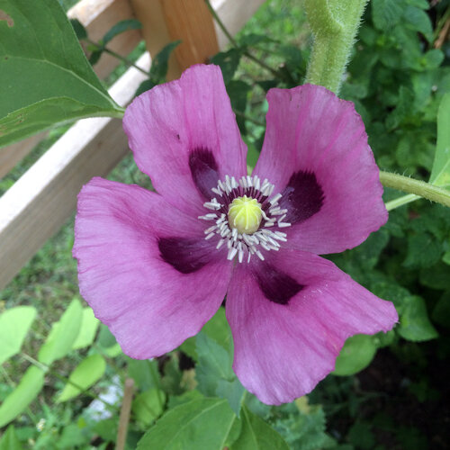 Pavot somnifère (Papaver somniferum) à fleur violette tachée de sombre à la base
