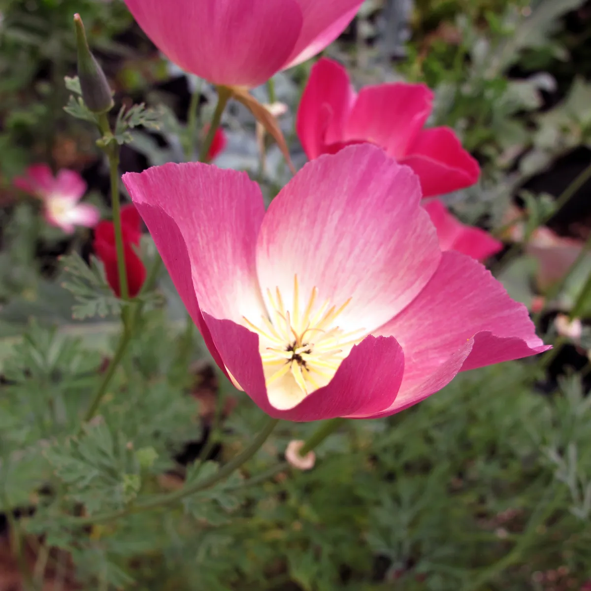 Kalifornischer Goldmohn 'Carmine King' (Eschscholzia californica) Samen