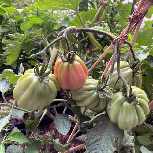 Tomates côtelées, vertes et rougeâtres, mûrissant sur un plant tuteuré