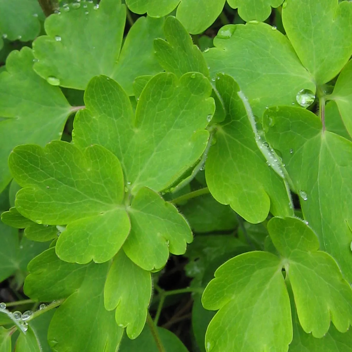 Gemeine Akelei (Aquilegia vulgaris) Bio Saatgut